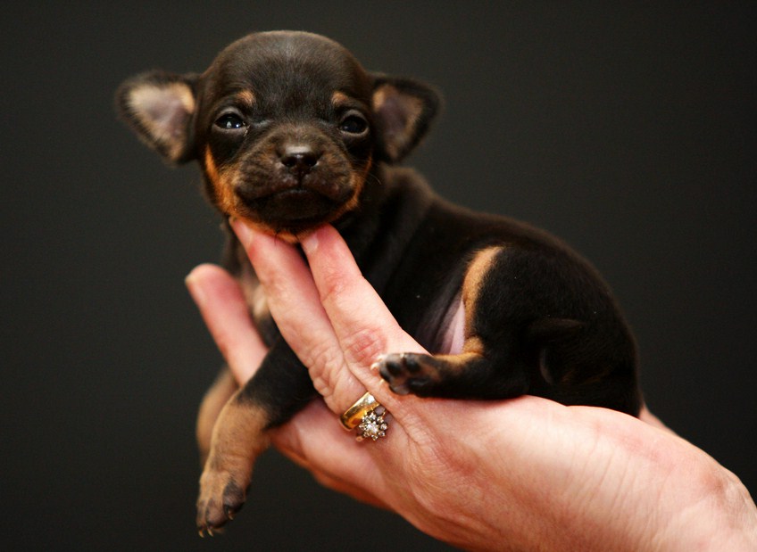 The Smallest Dog In The World 2014