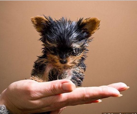 The Smallest Dog In The World Ever