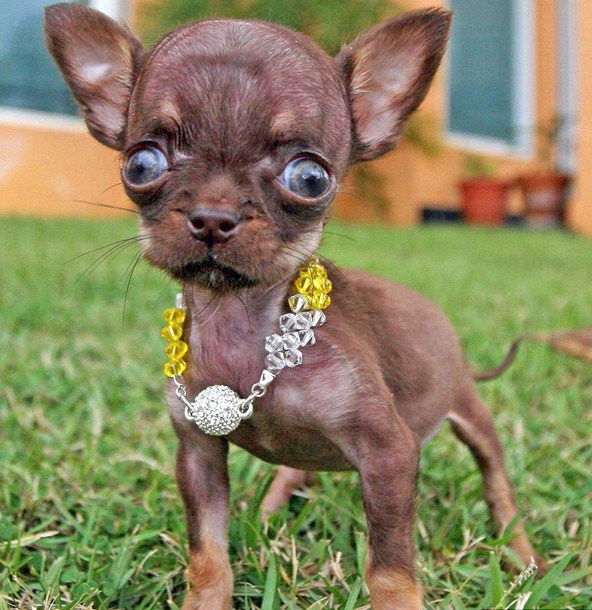 The Smallest Dog In The World Guinness World Records