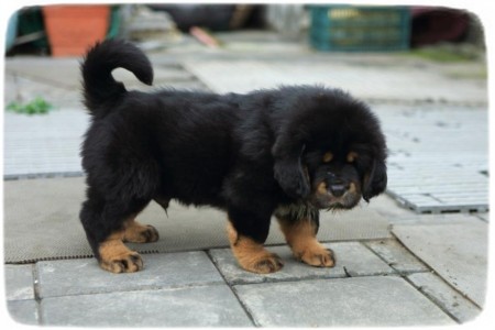 Tibetan Mastiff Puppy Images