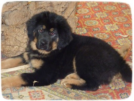 Tibetan Mastiff Puppy Pic
