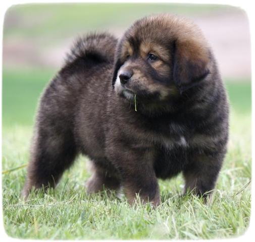 Tibetan Mastiff Puppy Size