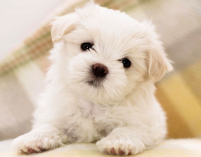Tiny Dog Breeds With Pictures
