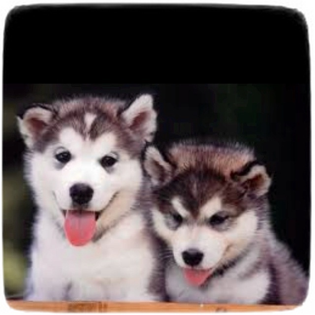 Too Cute Puppies Siberian Huskies