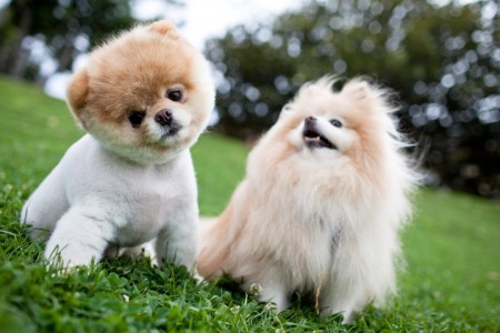 Top 10 Cutest Puppies Ever