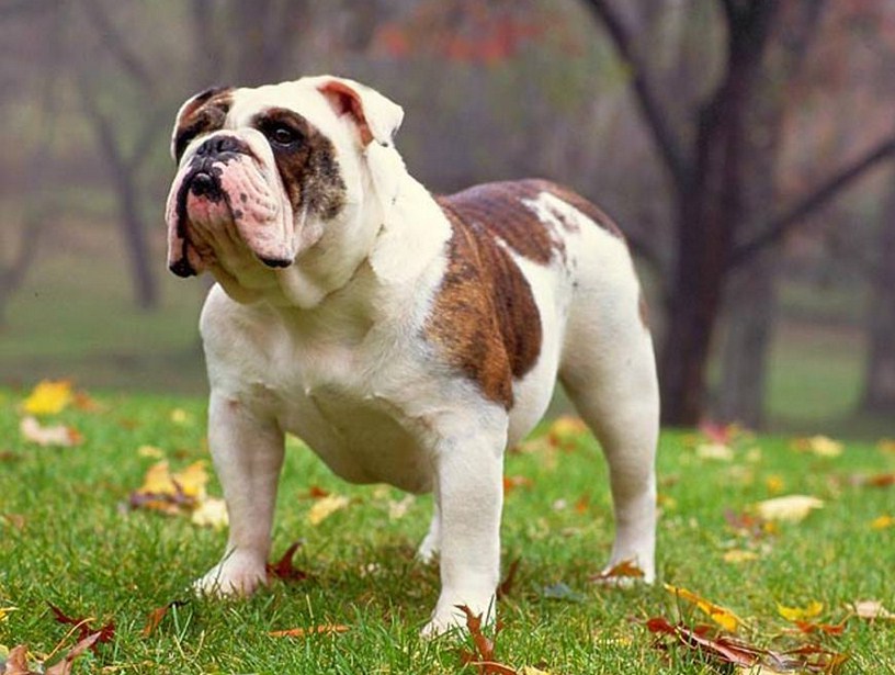 Top Dog Breeds In America