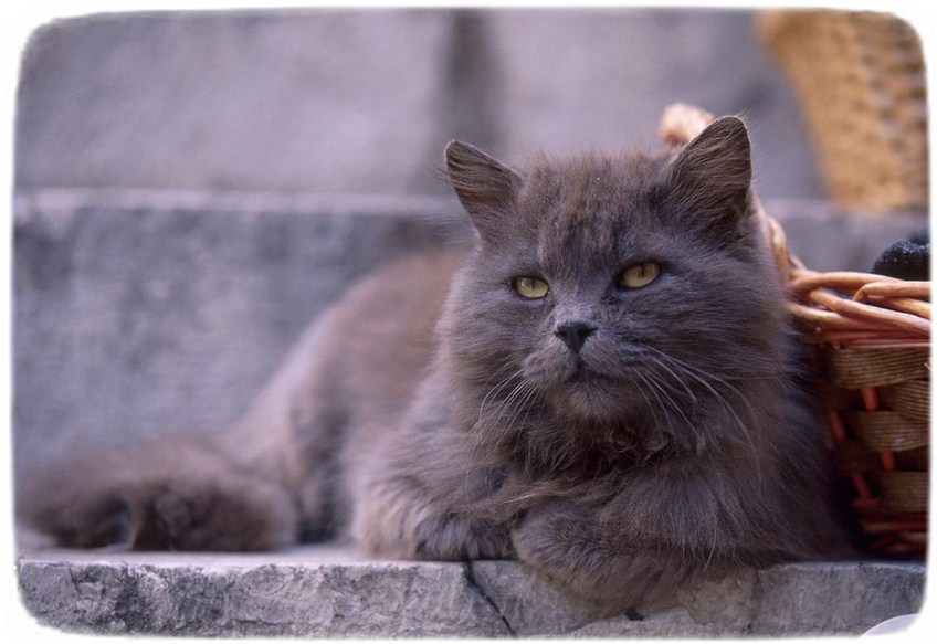Types Of Cat Breeds With Pictures
