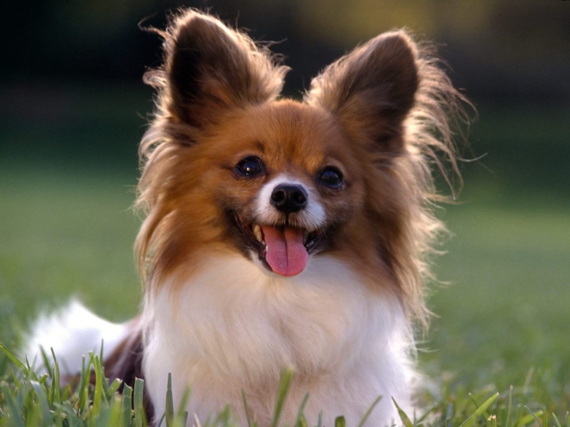 Types Of Small Dogs With Pictures