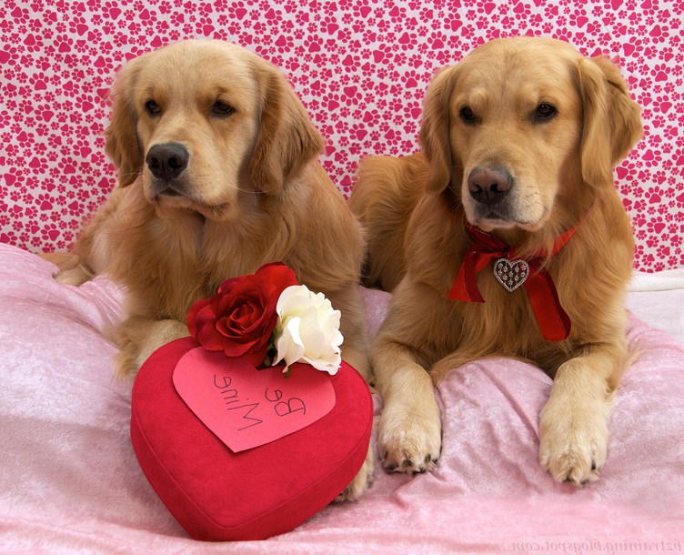 Valentine's Day Dog Photo Contest