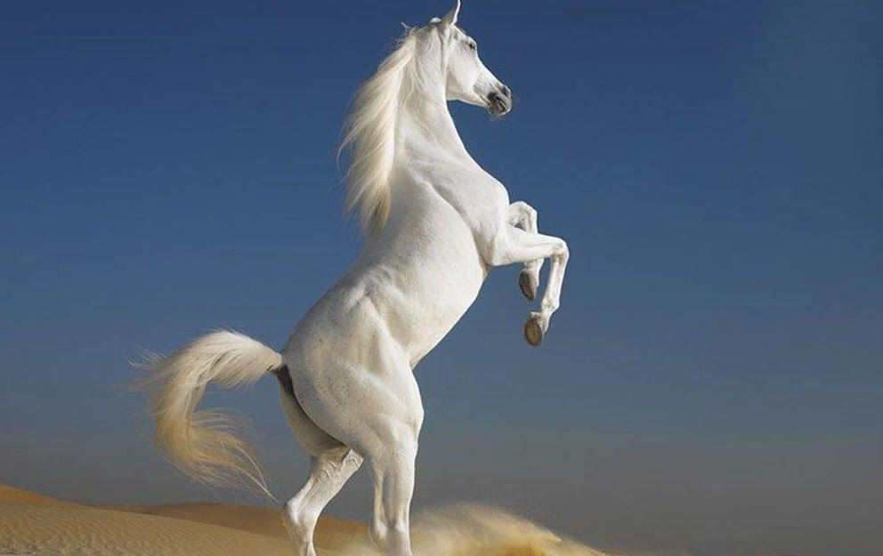 White Horse Prophecy In The Bible