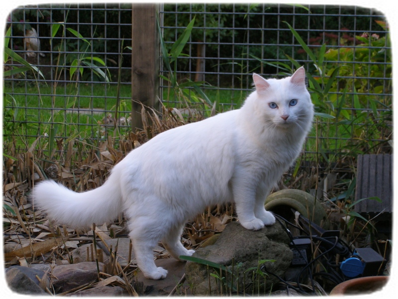 White Long Haired Cats