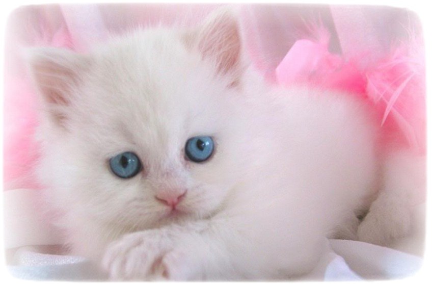 White Persian Cat With Blue Eyes Kitten