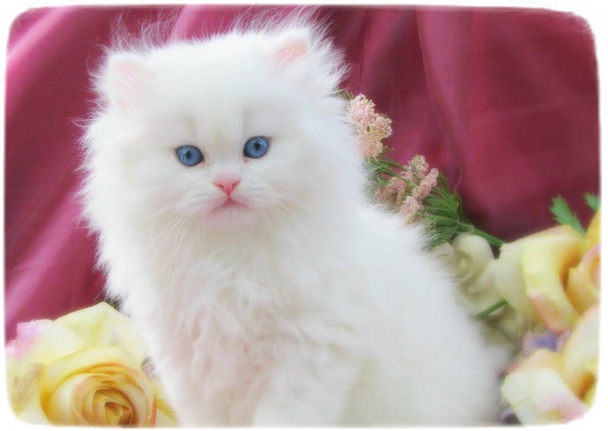 White Persian Cat With Blue Eyes