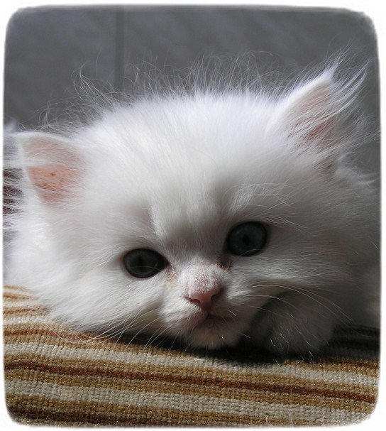 White Persian Cat With Green Eyes