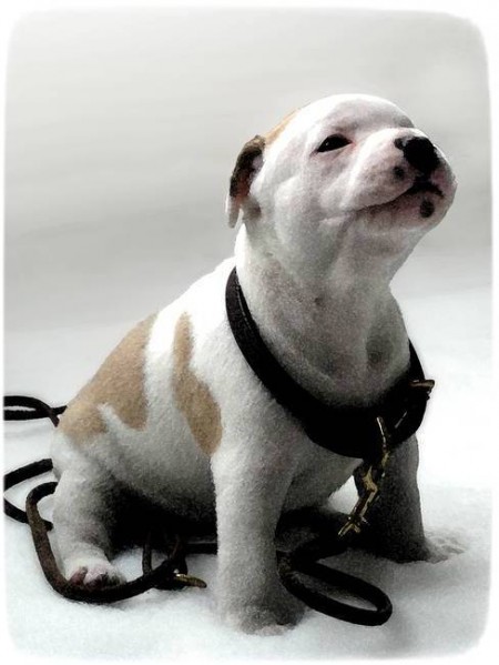 White Staffordshire Bull Terrier Puppies
