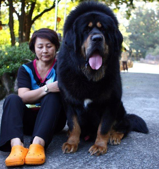 World Largest Dog Breed List