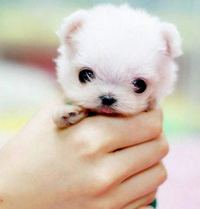 World's Cutest Dog 2014