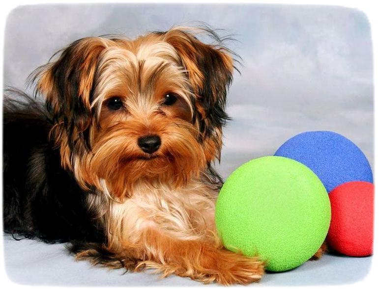 Yorkshire Terrier Puppies For Adoption