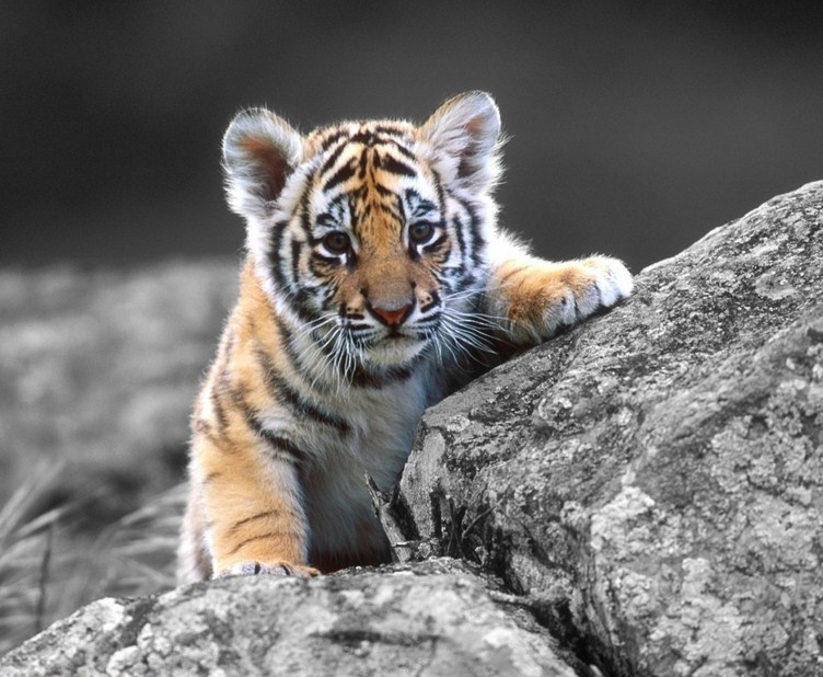 Adopt A Tiger Cub