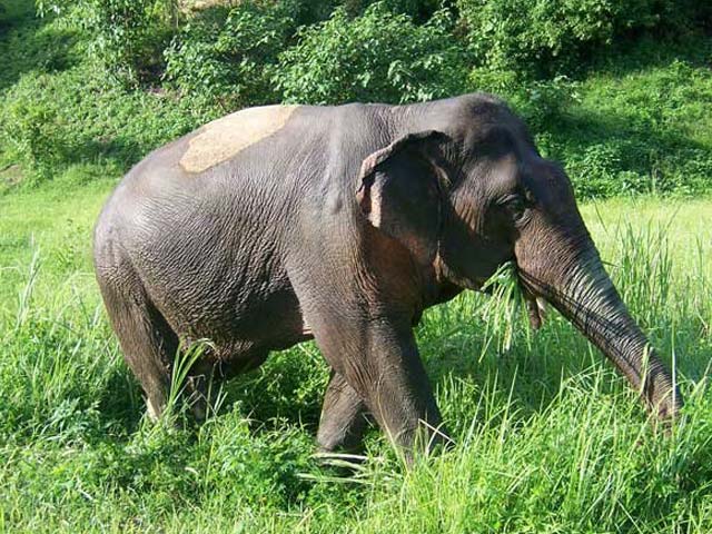 Adopt An Elephant Thailand