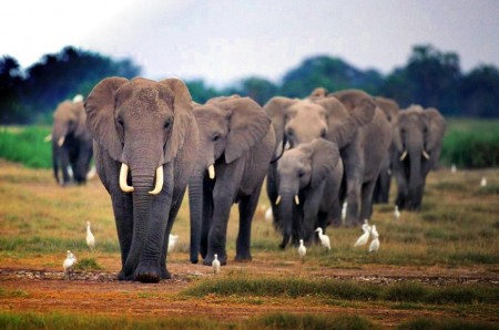 African Bush Elephant Habitat