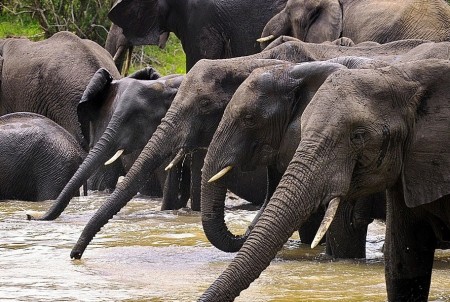 African Bush Elephant Population