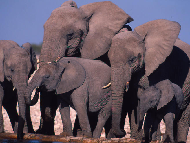 African forest elephant habitat