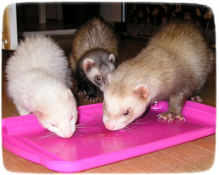 All About Ferrets As Pets