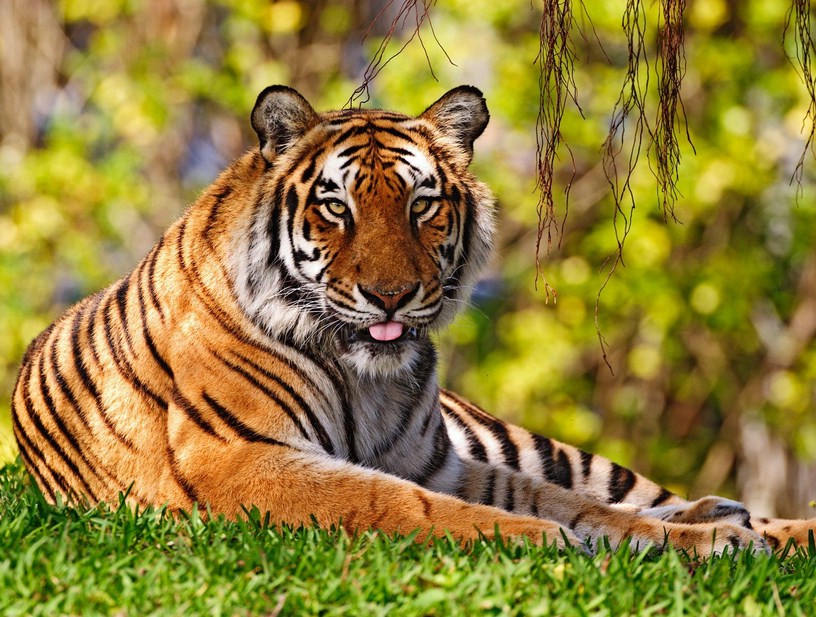 All About Tigers Facts For Kids