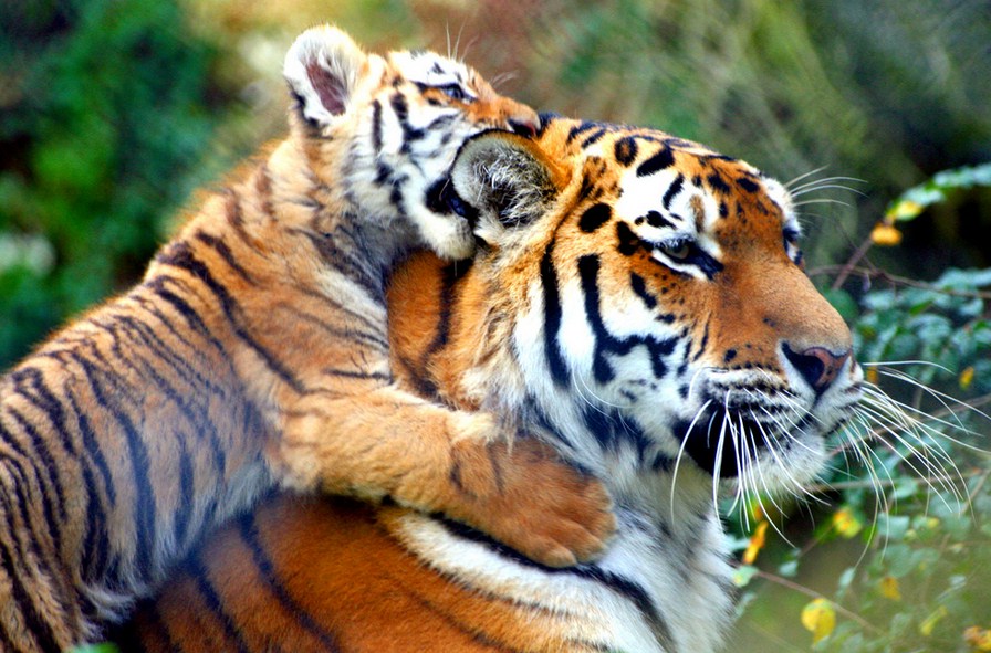 All About Tigers For Kids