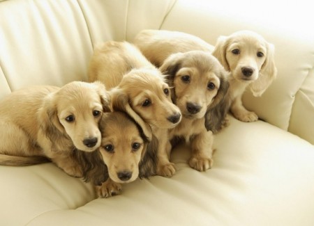 All Pets Club Puppies