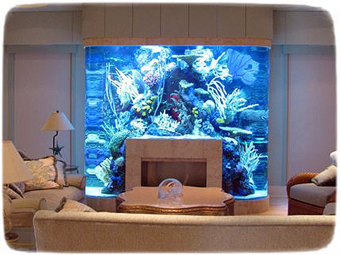 Awesome Saltwater Fish Tanks