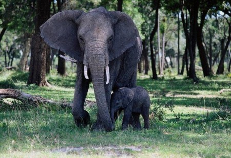 Baby African Forest Elephant