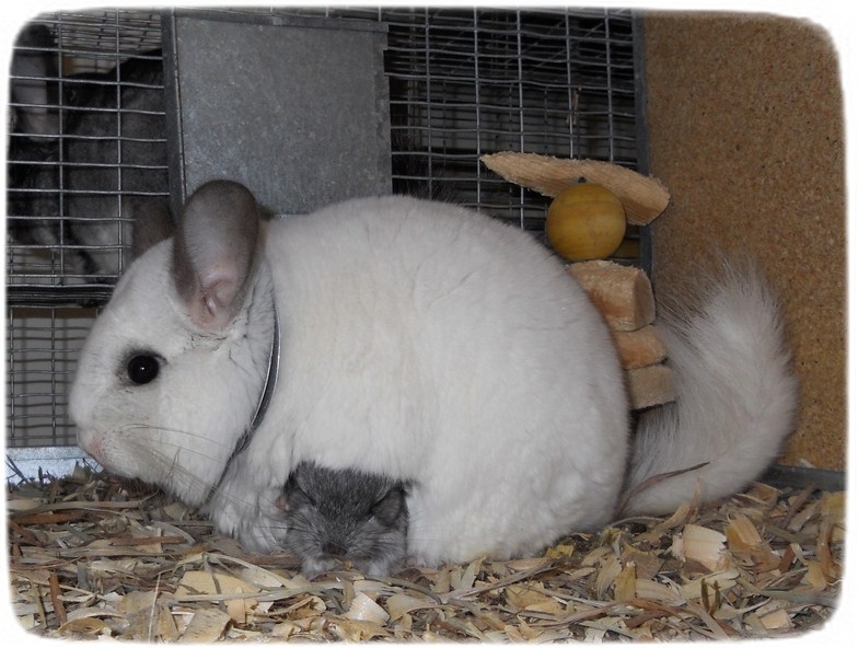 Baby Chinchillas As Pets