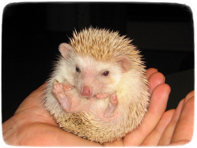 Baby Hedgehogs As Pets