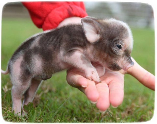 Baby Pigs As Pets