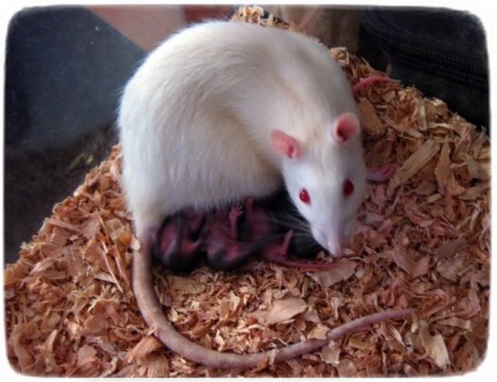Baby Rats As Pets