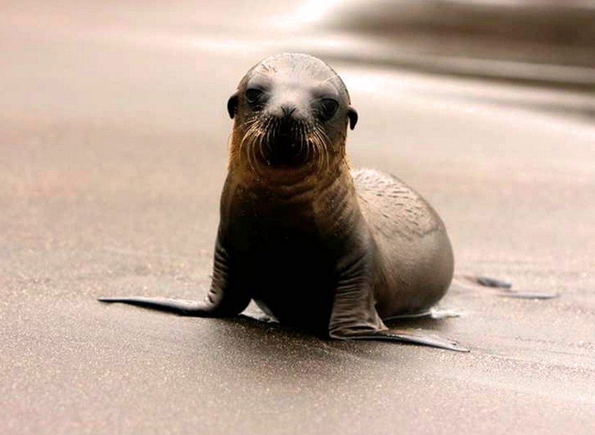 Baby Sea Lion On Boat
