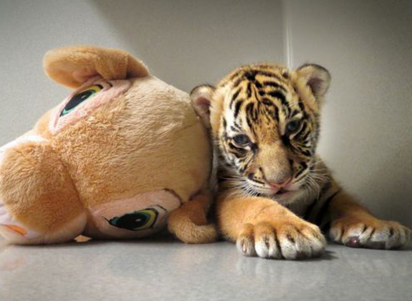 Baby Tiger Pictures Tumblr