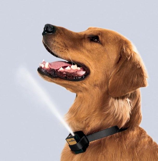 Bark Collar For Small Dogs Spray