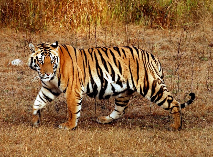 Bengal Tiger Facts And Pictures