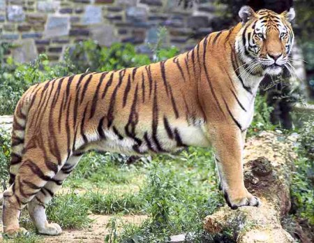 Bengal Tiger Facts For Kids