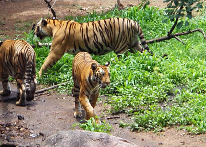 Bengal Tiger Facts Habitat