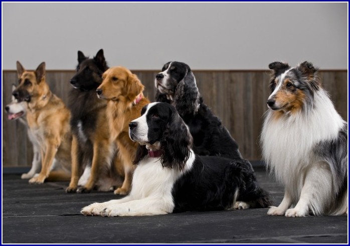 Best Dog Breeds For Apartments And Children