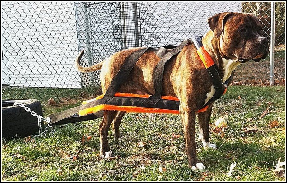 Best Dog Leashes For Pulling