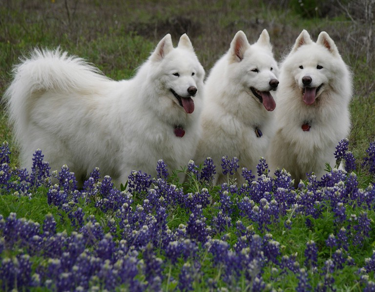 Best Dogs For People With Allergies