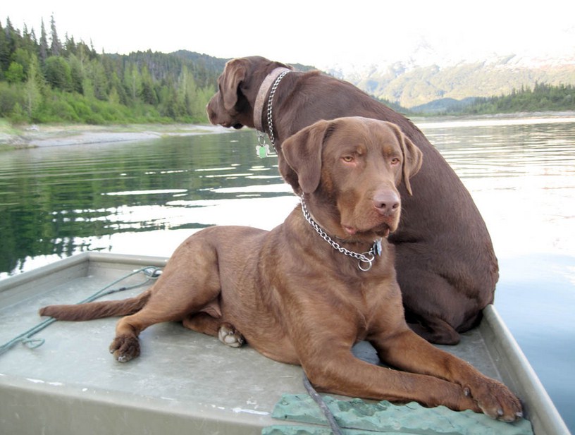 Best Hunting Dogs For Waterfowl