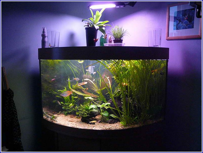 Betta Fish Tank Decor