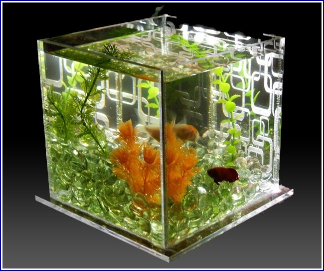 Betta Fish Tank Ideas