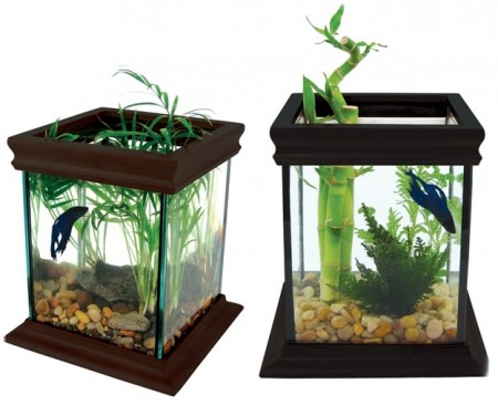 Betta Fish Tanks With Bamboo